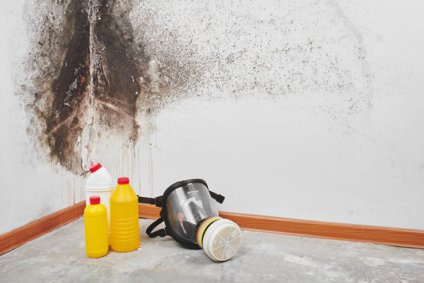 Why You Should Choose Our Mold Remediation Services in Canby, MN